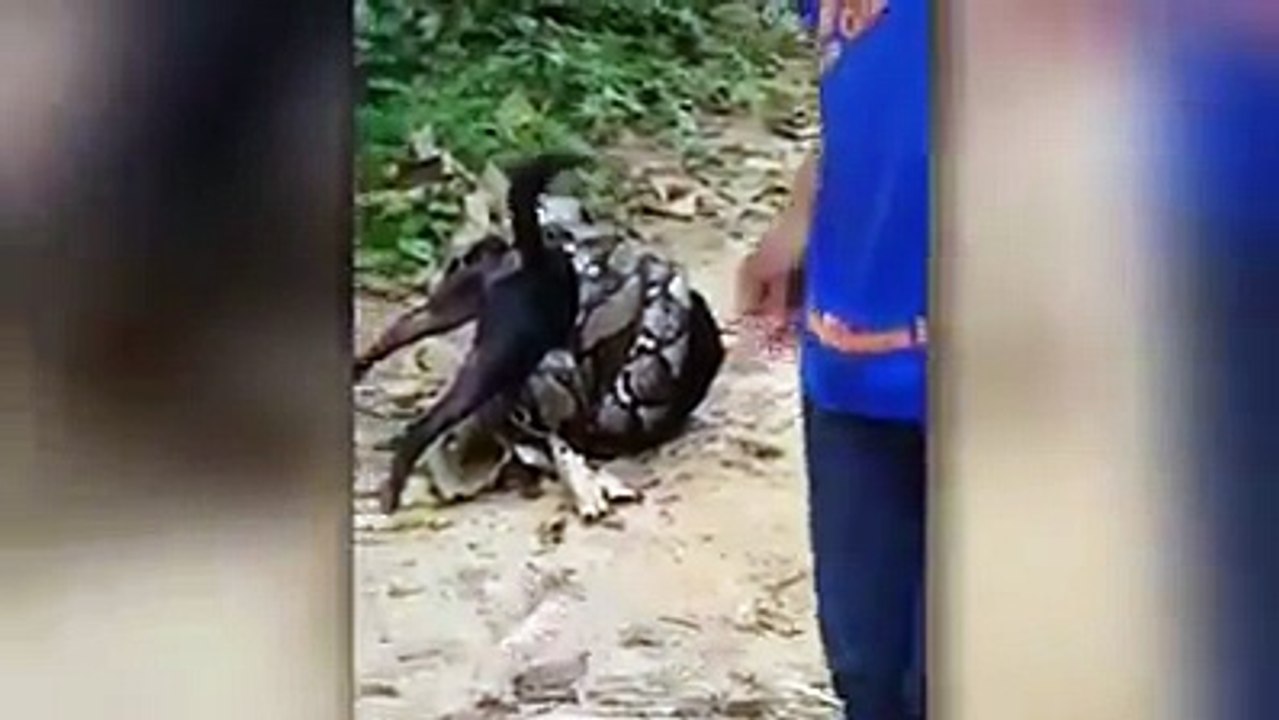 Ein Hund im Würgegriff einer Schlange: Das erschreckende Video wurde in Thailand gefilmt und schon millionenfach im Netz geklickt. Glücklicherweise gelingt es b