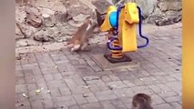 Diese Szene sorgt für Lacher im Netz. Im Pekinger Zoo klettert ein kleiner Affe auf ein Spielgerät. Doch die Mama ist offenbar dagegen -und schüttelt das Baby r