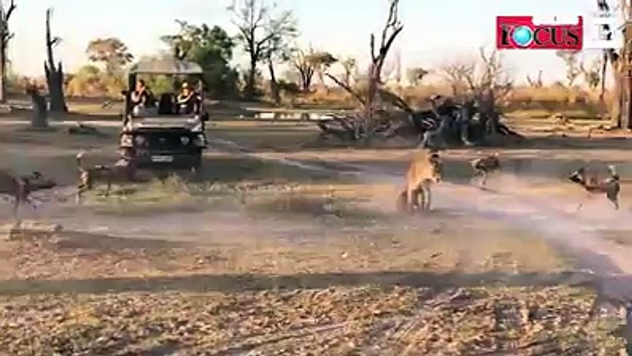 Ein Rudel hungriger Wildhunde umkreist eine Löwin und ihr Baby. Erst stellt sich Mutter schützend vor ihr Junges. Dann greift sie einen der Wildhunde an. Der Re