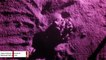 Infrared Nighttime Footage Shows Baby Sea Turtles Emerging From Their Nest