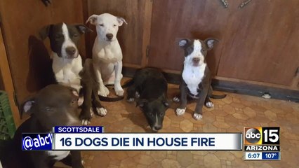 16 dogs killed in Scottsdale house fire