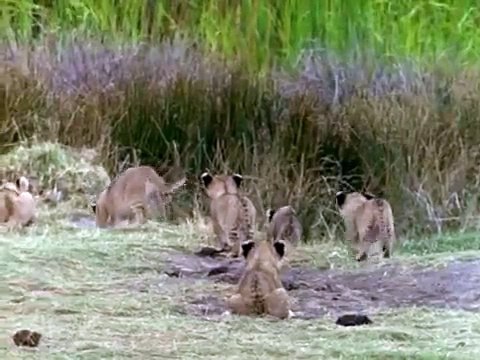 El Reino del Leon de la Cuna hasta la Tumba Documental de Leones