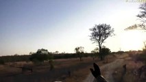 July 20, 2017 - Sunrise -African Hawk Eagle Takes Flight with Tristan