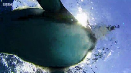 Snow Chick A Penguin's Tale (2015) part 2/2