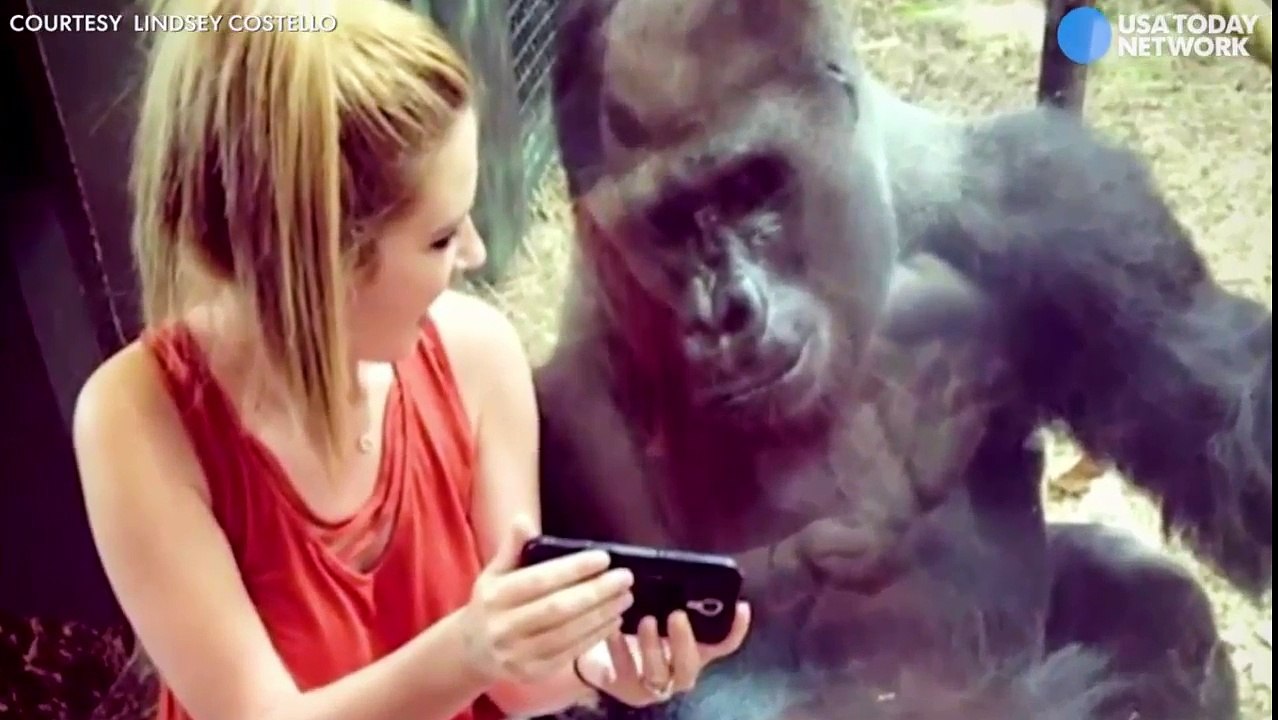 Lindsey Costello sits with gorilla and shows him videos in Louisville Zoo