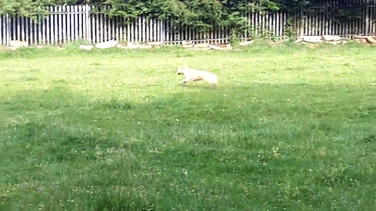Chug Dog Bridie & Romanian Import Daisy whizzing with Alfie SS & Benj Cocker Spaniel.