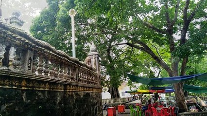 OMG! Very Pity Small monkey pigtail lost one arm. Look so sad!