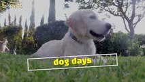 Dog Days - English Idioms and Phrases