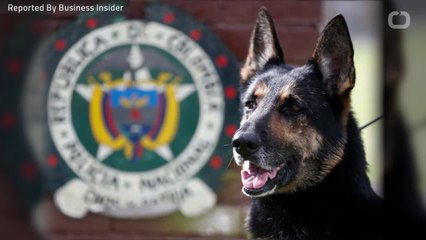A Colombian Sniffer Dog Has A A $70,000 Bounty On Her Head