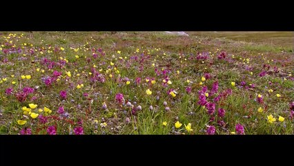 [National Geographic] Wild Russia 2009 - Arctic