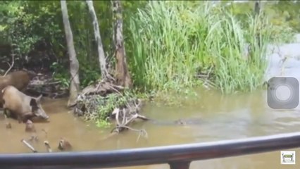 Animals Attack Compilation caught on camera