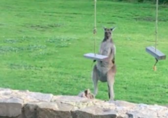 Kangaroo Plays With Garden Swing in Houghton