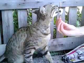 DONDURMA YIYEN KEDI -%29