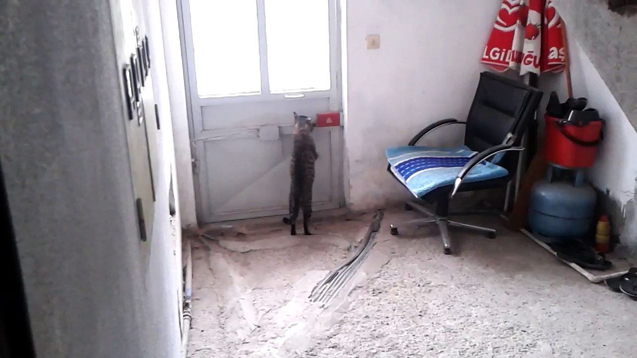 KAPI ACAN VE SUPRIZ ILE KARSILASAN KEDI-%29