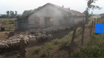 Bulgarian farmers devastated over ‘sheep and goat plague’ slaughter