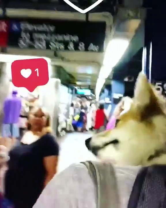 Un chien dans un sac à dos attire des gens à New York