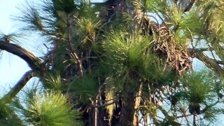 SWFL Eagles_Bringing Home The Big Stick & Keeping It In The Nest 11 03 15