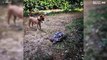 En hunds reaktion när den för första gången stöter på en sköldpadda
