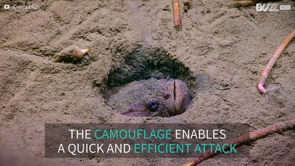 Buried camouflaged fish attacks prey