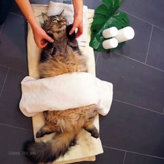 Doing some message to my cat to left the stress off