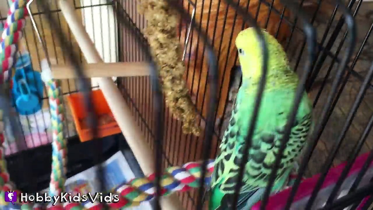 Hurt Bird! Can HobbyPapa Save This Little Baby Bird? HobbyKidsVids