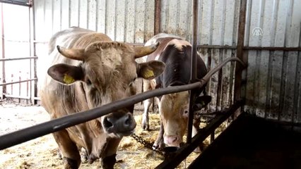 Ağırlığı 1 Tonu Geçen Kurbanlıklar Satışa Çıktı