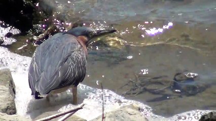 California Wildlife Green Heron, hunting & catching fish