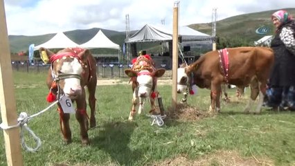 17. Geleneksel Çambaşı Yaylası Festivali"Nde Buzağılar Görücüye Çıktı