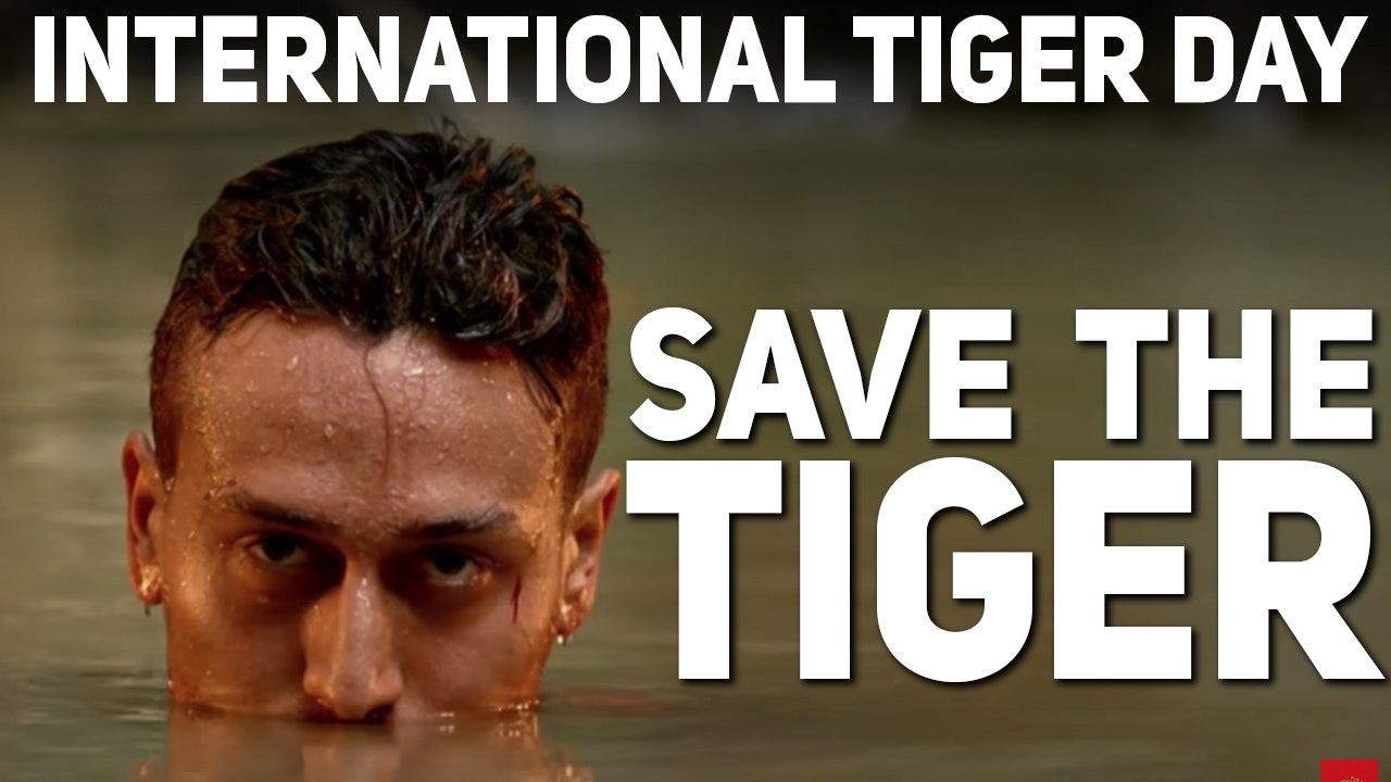 Tiger Is Not Just The King Of The Jungle, Bollywood Needs Them Too #SaveTheTiger