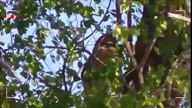 SALVAJES ATAQUES DE ANIMALES SALVAJES -