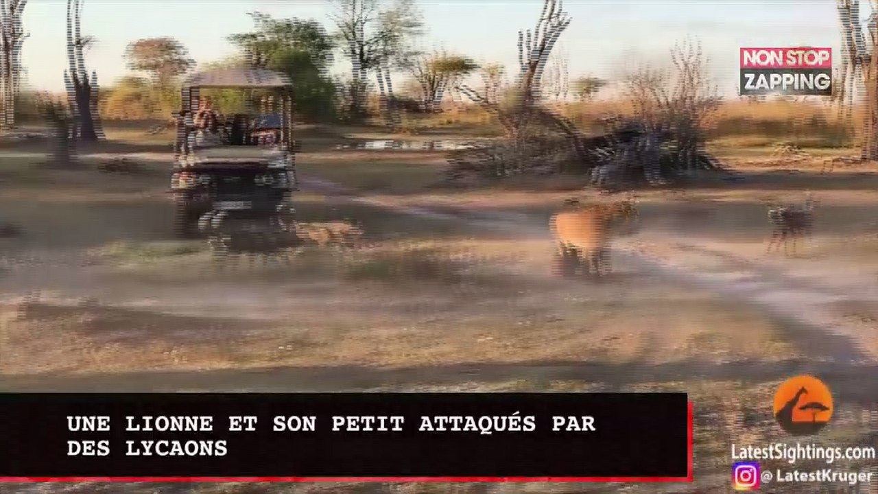 Une lionne et son petit attaqués par des lycaons lors d'un safari (vidéo)