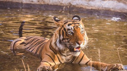 Wild Tigers Need Our Help!!
