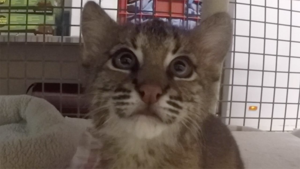 CUTENESS OVERLOAD: Baby Bobcats