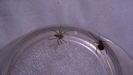 Lynx Spider vs False Widow Spider