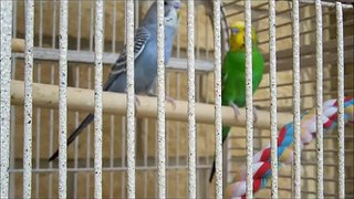 Budgies Talking, Chirping, Kissing, Playing & Singing. Funny Parakeets Bird Sounds And Scr