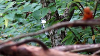 Hairy Woodpecker In Forest
