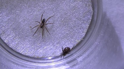 Wolf Spider vs False Widow Spider