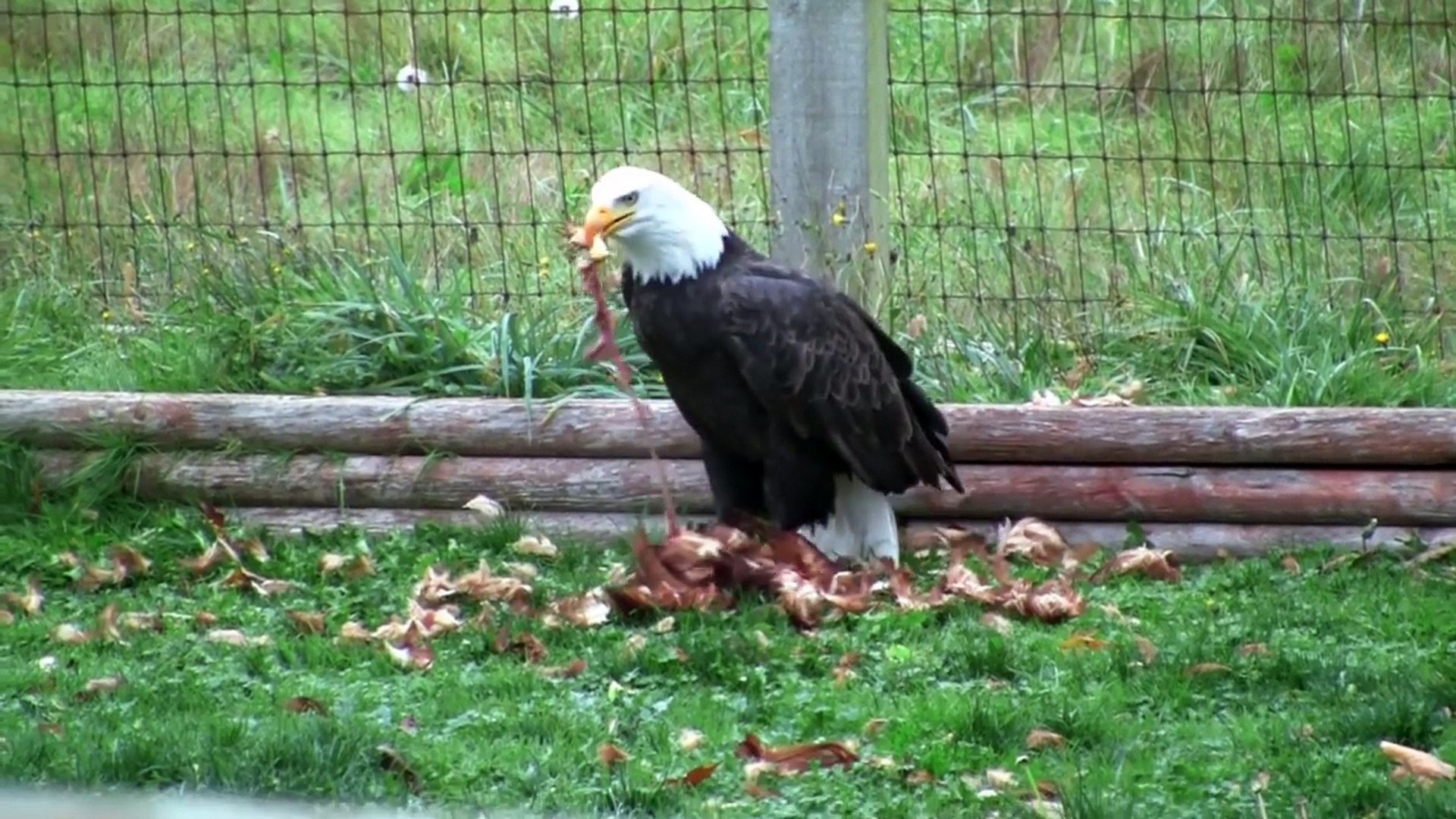 Bald Eagle Eats Chicken