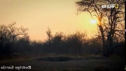 LEONES VS HEINAS A MUERTE AFRICA SALVAJES 2017