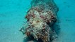 Un plongeur filme un concombre de mer en train de se lâcher au fond de la mer !