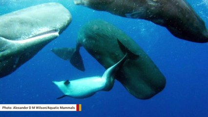 The Deformed Dolphin That Was Taken In By A Group Of Sperm Whales