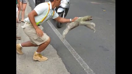 The captured sloth is what happened next