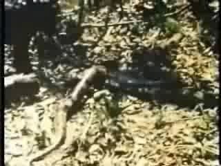 JAGUAR CHASSE UN ANACONDA