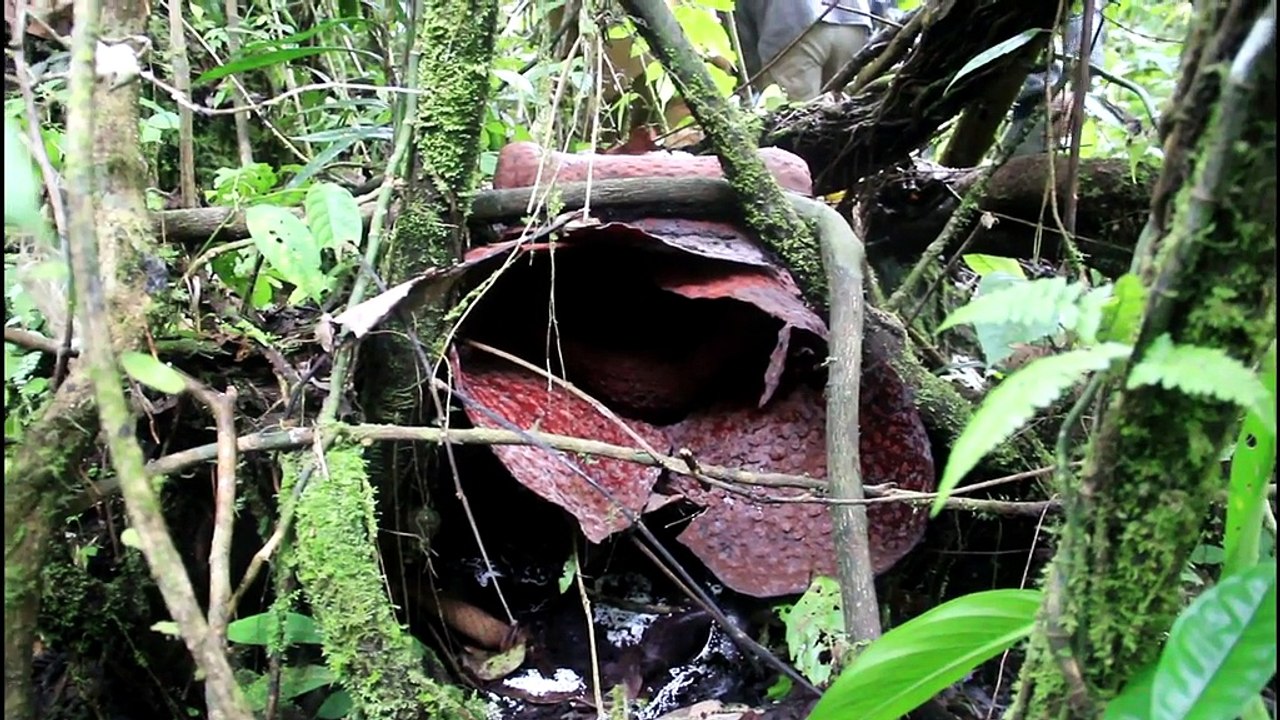 Rare Indonesian flower captured in bloom