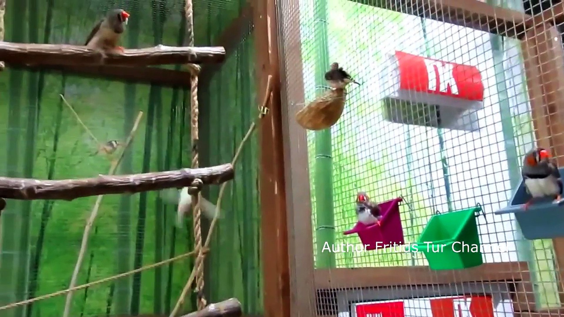⁣Amadina birds - Zebra finch sounds - Breeding in captivity