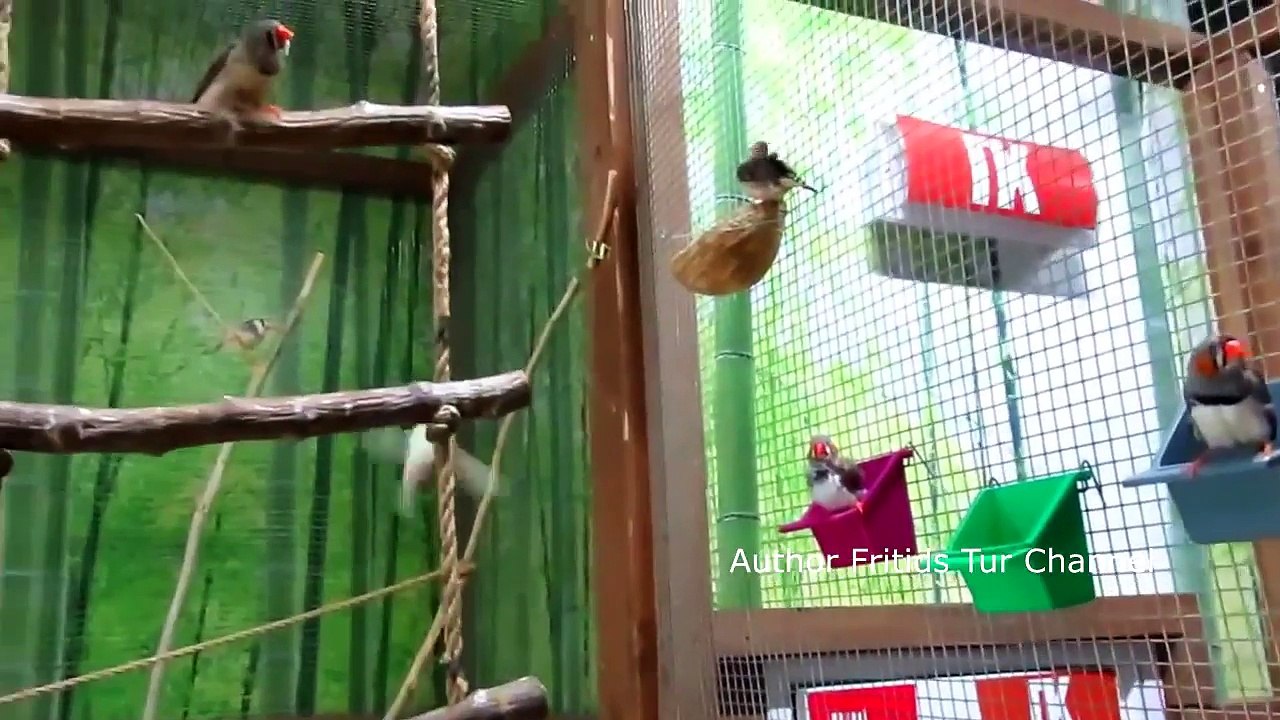 Amadina birds - Zebra finch sounds - Breeding in captivity
