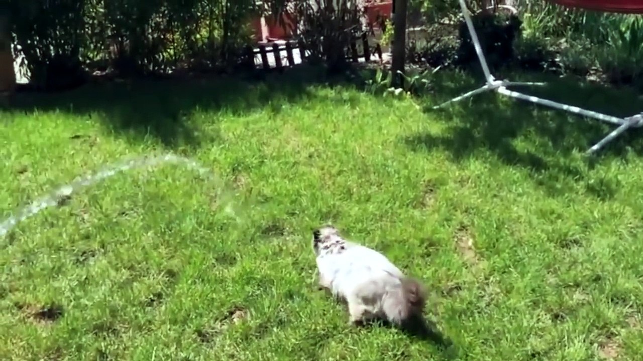 ŚMIESZNE KOTY #11  DUBBING: MATT OLECH