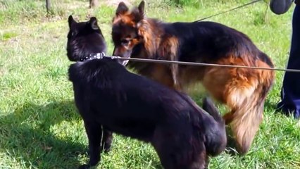 Немецкие овчарки. Брачный период. Breeding of German Shepherds