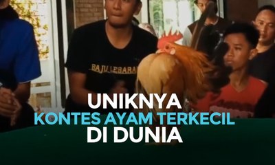 Download Video: Uniknya Kontes Ayam Terkecil di Dunia