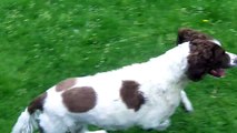 Springer Spaniel Alfie Moon searching